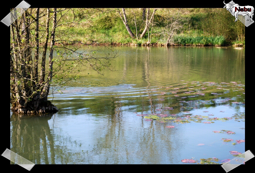 Lac_Cherveux_Avril2008_001_1.JPG